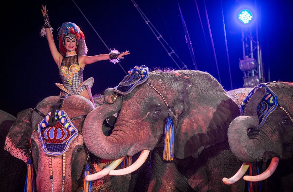 Ein Elefant des Circus Krone ist am Mittwoch in einen Zwischenfall verwickelt gewesen. Foto: dpa