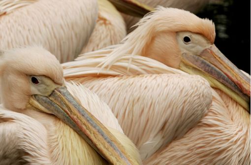 Ein Pelikan im Karlsruher Zoo könnte sich – nebst anderen Tieren – das Vogelgrippevirus eingefangen haben. (Symbolbild) Foto: dpa/A3512 Roland Weihrauch