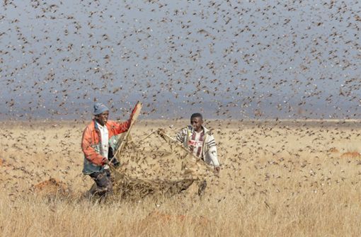 Bilder von einer Heuschreckenplage in Madagaskar: Derzeit wird der Osten Afrikas von den Insekten heimgesucht. Foto: imago/Nature Picture Library/imago stock&people