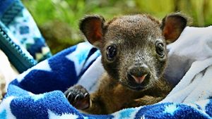 Ersatzmutter für Kängurubabys