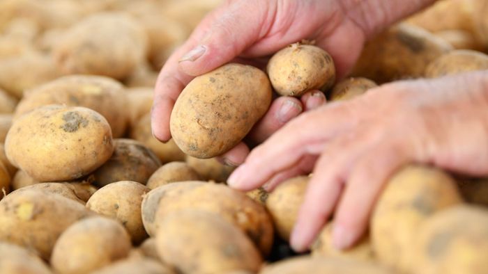 Kartoffelschälen bis zur Bewusstlosigkeit