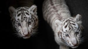 Zoo präsentiert seltene Weiße Tigerbabys