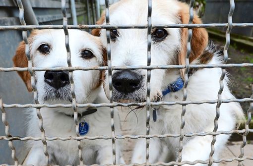 Bis zu 500 Hunde kommen jedes Jahr ins Tierheim nach Botnang. Foto: dpa