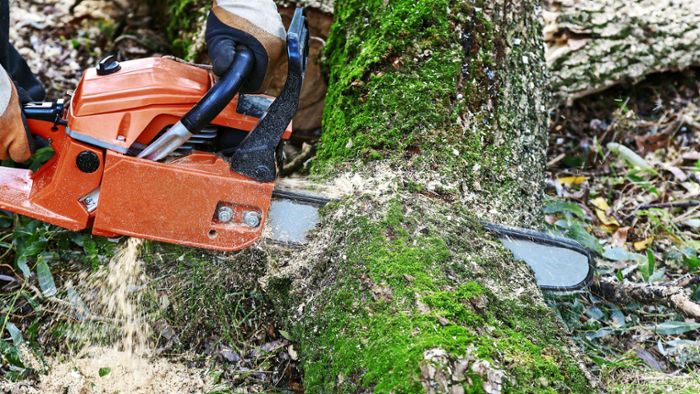 Ramsbach in Schönberg: Stadt fällt Bäume auf privatem Grund