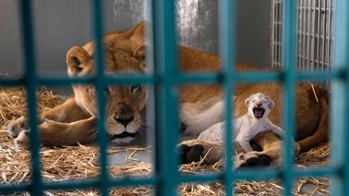 Aus Syrien gerettete Löwin bringt Junges zur Welt