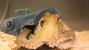 Ein Oktopus ist ein wirbelloses Tier. Forscher haben bei einer speziellen Art nun getested, wie die neuronalen Mechanismen der Kraken bei Ecstasy funktionieren. Foto: dpa