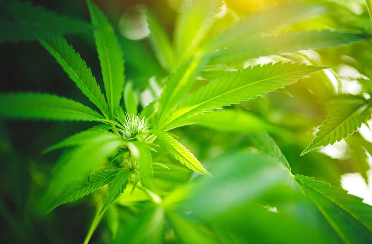 Die Polizei beschlagnahmte auch diverse Cannabis-Pflanzen. (Symbolbild) Foto: imago images/Cavan Images