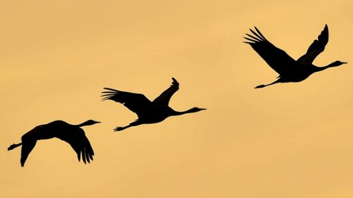 Immer schön versetzt: Vögel reihen sich in der Luft oft nicht direkt hintereinander ein. Warum ist das so? Foto: dpa/Patrick Pleul