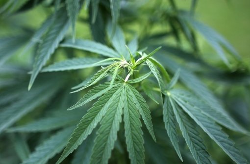 In der Politik wird weiterhin über die Cannabis-Freigabe diskutiert. Foto: dpa