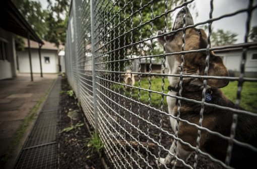 Zum Heulen: Das Geld des Tierheims reicht nur noch für drei Monate Foto: Leif Piechowski