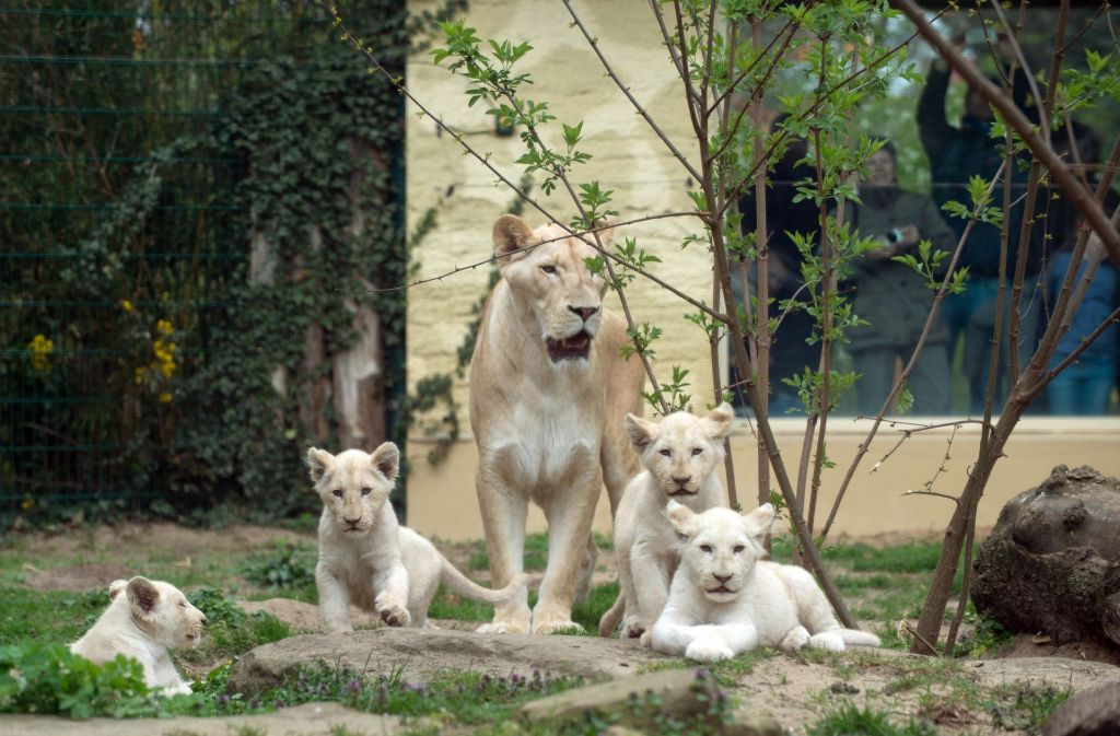 Ein Bild für das Familienalbum: Mutter Kira und ihre Jungen im Zoo in Magdeburg. Die vier kleinen weißen Löwen waren auf die Namen Malik, Chaka, Matayo und Nala getauft worden: