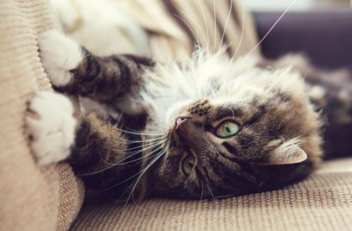 Erfahren Sie die 6 Gründe, warum Katzen kratzen und wie Sie das Kratzen Ihrer Hauskatze abgewöhnen.