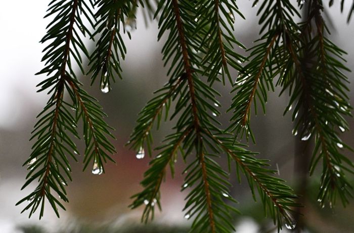 Wetter in Deutschland: Grüne Weihnachten – und Warnungen vor starkem Regen