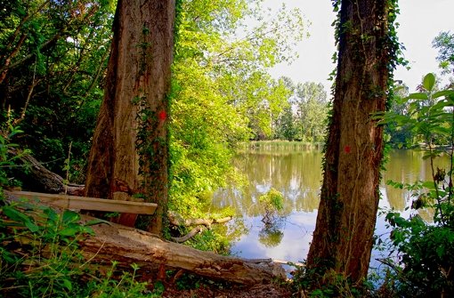 Am Ufer des Probstsees liegen zahlreiche gefällte Bäume. Foto: Alexandra Kratz
