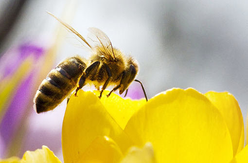 Jede fünfte Biene hat den harten Winter nicht überlebt. Foto: dpa
