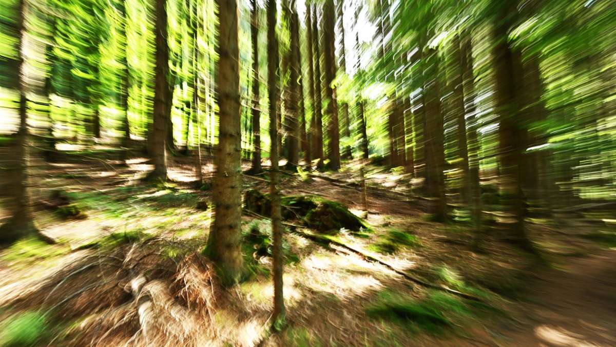 In Steinenbronn: Schreie aus dem Wald – Polizei sucht verschwundene Frau