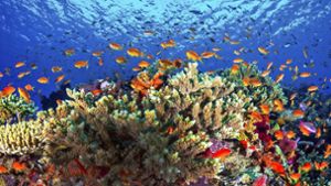 Das Foto der James Cook University (JCU) von Januar 2016 zeigt noch intakte Korrallen am Great Barrier Reef. Foto: James Cook University Australia and New Zealand/dpa
