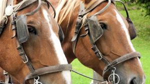 Scheuklappen aus Leder beruhigen Pferde – bei Menschen sieht es anders aus. Foto: mochisu/Fotolia