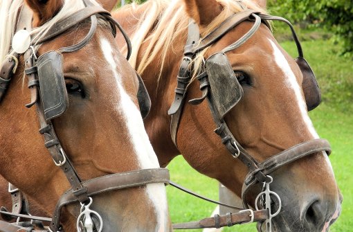 Scheuklappen aus Leder beruhigen Pferde – bei Menschen sieht es anders aus. Foto: mochisu/Fotolia