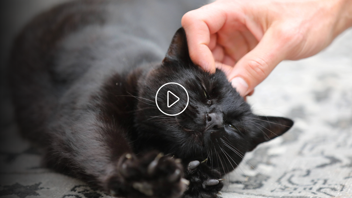 Ihr solltet eurer Katze nicht das Wasser neben den Futternapf