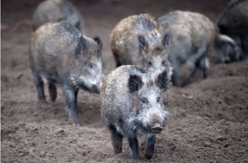 Der Virus befällt unter anderem Wildschweine. (Symbolbild) Foto: dpa/Ralf Hirschberger