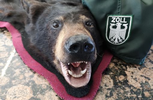 Nicht immer verstoßen Souvenirs so offensichtlich gegen den Artenschutz wie dieses Bärenfell mit Kopf, das der Zoll im Jahr 2020 beschlagnahmte. Foto: Zollamt Memmingen/dpa