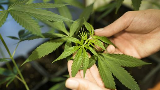 Der Anbau von bis zu drei Cannabis-Pflanzen soll ab dem 01. April offiziell legal sein. Foto: AP/Markus Schreiber