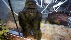 In der Stuttgarter Wilhelma werden seit 50 Jahren Gorillas gehalten. Foto: dpa