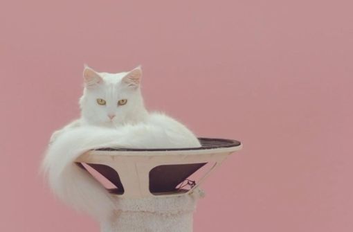 Katzen  als Youtube-Stars – der Filmwinter will dem Phänomen auf den Grund gehen. Dieses Exemplar stammt aus dem Video „Manon“ von Lernet & Sander/ De Jeugd Van Tegenwoordig. Foto: Manon/It’s all about the Cats