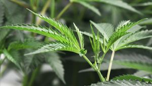 Rund 50 Cannabispflanzen fanden die Beamten in dem Keller. (Symbolbild) Foto: AFP