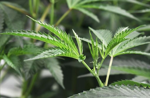 Rund 50 Cannabispflanzen fanden die Beamten in dem Keller. (Symbolbild) Foto: AFP