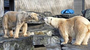 Wilhelma: Die Eisbären Felix (links) und Corinna beschnuppern sich noch vorsichtig Foto: Wilhelma
