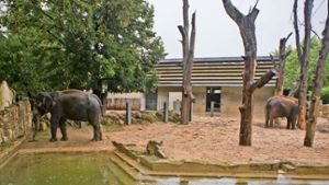 Zoo-Chef plant  mit Nachdruck neues Elefantenhaus