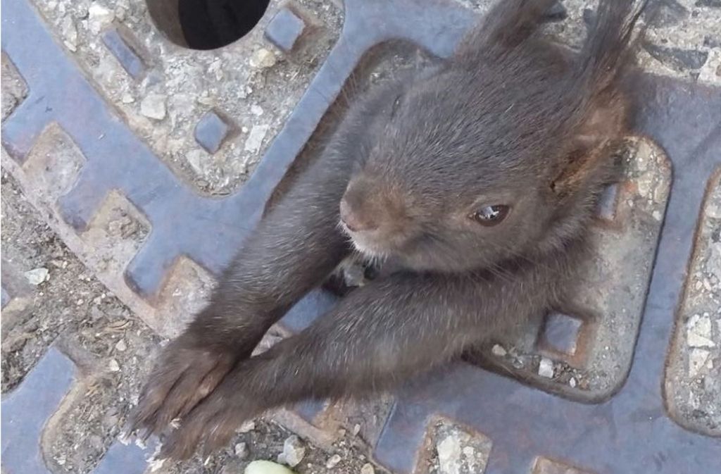 Eichhörnchen „Gulliver“ steckte in einem Gullideckel fest.