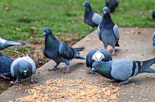 Schädlinge oder  missverstandene Geschöpfe? Die Meinungen über Tauben in Innenstädten gehen auseinander. Foto: Lichtgut/Max Kovalenko