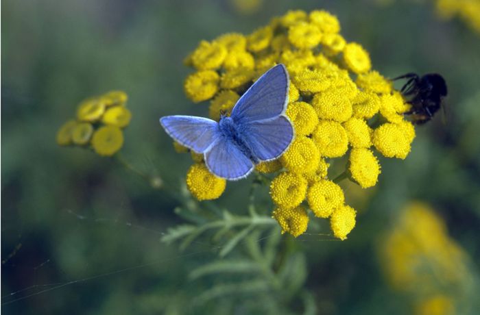 Wilhelma und BUND Stuttgart ausgezeichnet: Schmetterlingsprojekt gewinnt Landesnaturschutzpreis