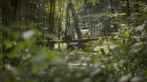 Forstunternehmer Marc Klunzinger ist in diesen Tagen mit seinem Spezialfahrzeug im Wald bei Oberbrüden unterwegs– und arbeitet  Stämme in Minutenschnelle auf Foto: Gottfried Stoppel