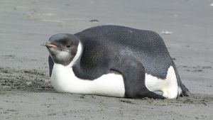 In Neuseeland wächst die Sorge um den Pinguin, der sich nach 3000 Kilometern Seereise an einen Strand der Insel verirrt hat.  Foto: DOC