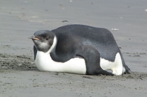 In Neuseeland wächst die Sorge um den Pinguin, der sich nach 3000 Kilometern Seereise an einen Strand der Insel verirrt hat.  Foto: DOC