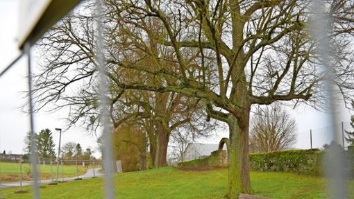 Bäume hinter Gittern: Wegen Astbruchgefahr ist der Bereich um vier Winterlinden in Herrenberg abgesperrt. Foto: /Anke Kumbier