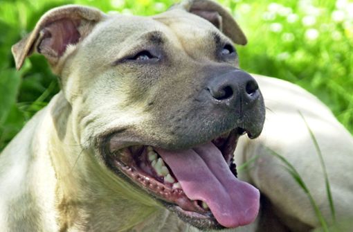 Ein Hund der Rasse American Staffordshire Terrier (Symbolfoto) hat in Esslingen einen anderen Hund tot gebissen. Foto: dpa