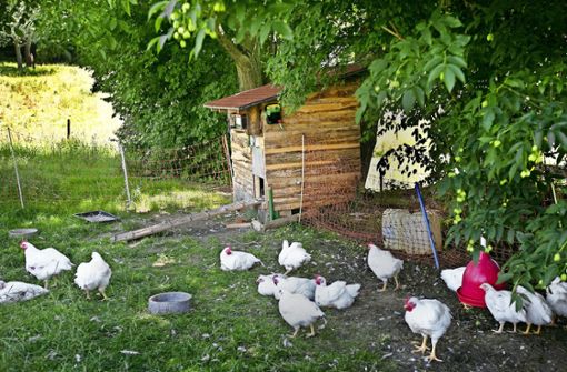 Glückliche Hühner tummeln sich auf einem Freigelände in Tachenhausen. Foto: Ines Rudel