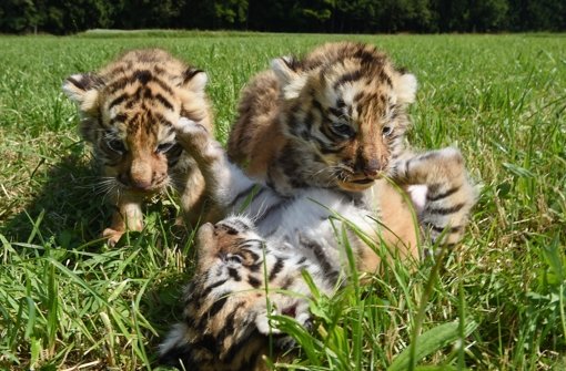 Drei bengalische Tigerbabys sind in Ochsenhausen auf Entdeckertour gegangen. Foto: dpa