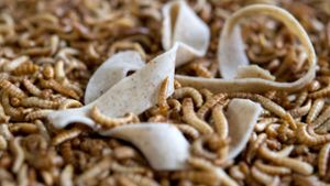 Nudeln aus gemahlenen Insekten? Eine Bandnudel der Plumento Food GmbH liegt auf getrockneten Larven des Getreideschimmelkäfers, auch Buffalowurm genannt. Foto: dpa