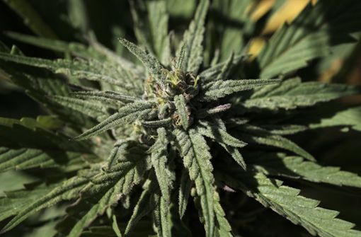 Marihuana wird auch zu medizinischen Zwecken angebaut. Foto: dpa