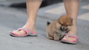 Das Video dieses kleinen Zwergspitz-Welpen wurde schon mehr als 2,7 Millionen Mal angeschaut. Foto: Screenshot Facebook / The Worlds Cutest Pet