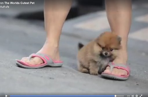 Der süßeste Mini-Hund der Welt