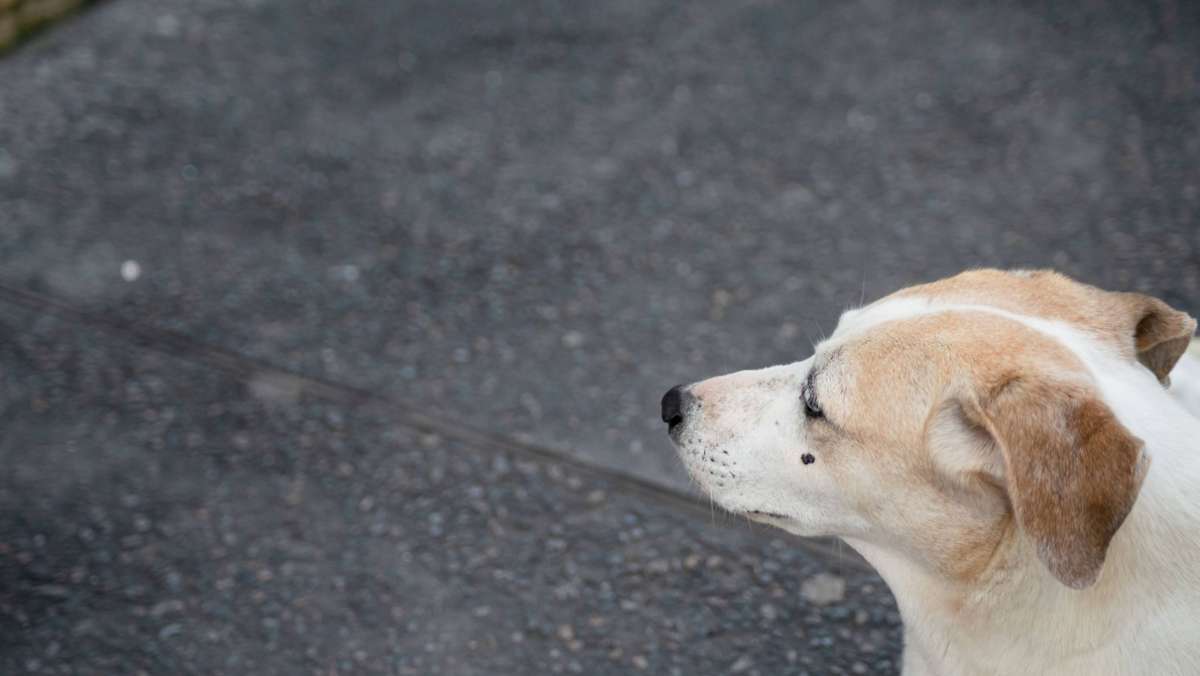 Heidelberg: Zwei ausgebüxte Hunde behindern Verkehr