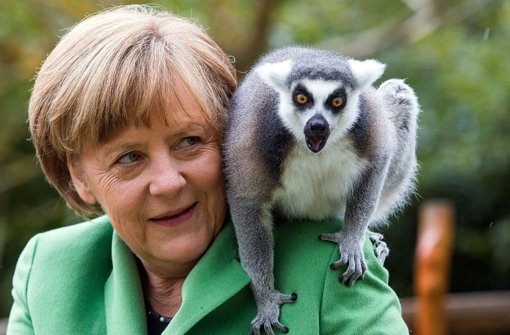 Bundeskanzlerin Angela Merkel (CDU) füttert beim Besuch des Vogelparks Marlow einen Lemuren auf der Madagaskaranlage. Merkel eröffnet hier ...  Foto: dpa-Zentralbild