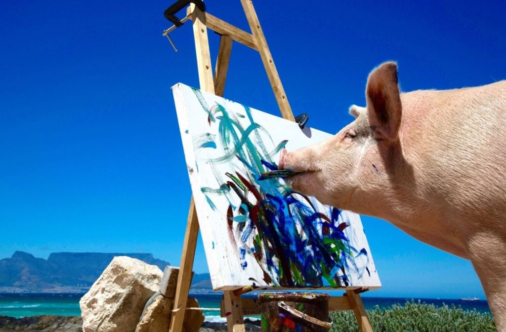 Pigcasso heißt das Schwein, das mit seinen Gemälden gerade den Kunstmarkt erobert.